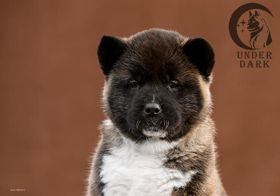 Щенки Американской акиты